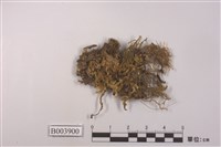 藏品(東亞雀尾苔)的圖片